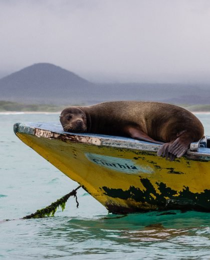 Sea lion resting on a yellow boat in the Galapagos Islands