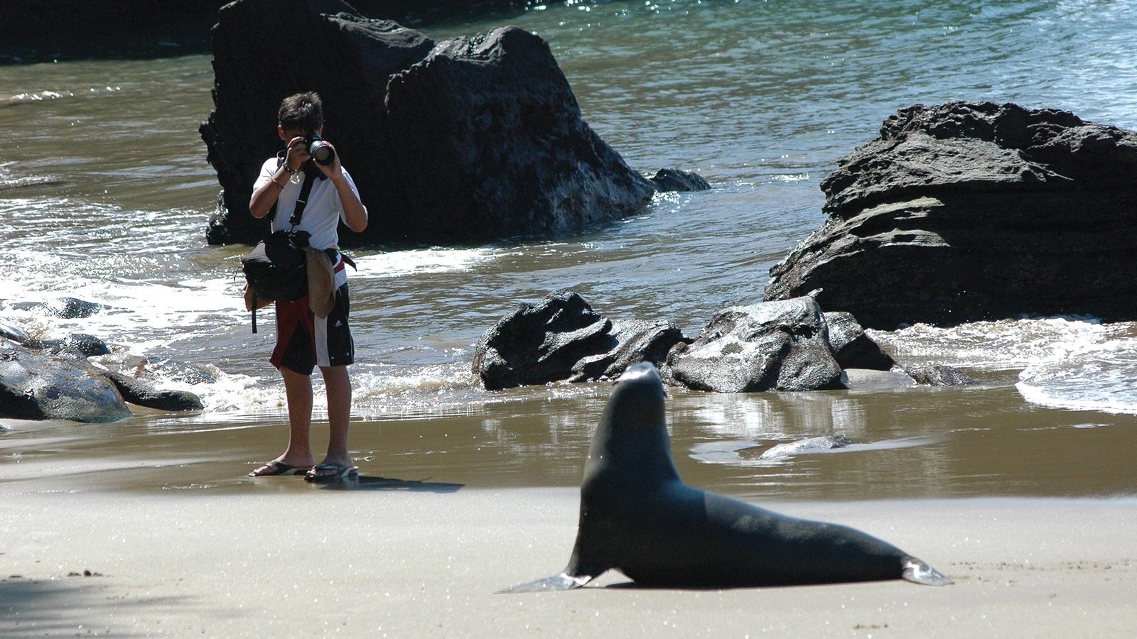 Turista fotografiando un lobo marino en la playa de Galápagos.