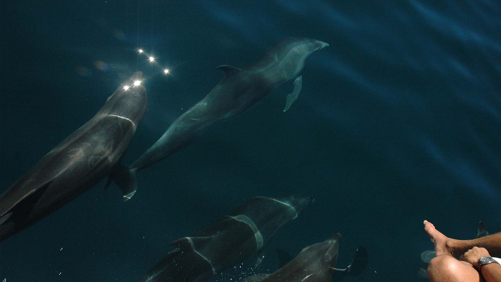 Group of dolphins swimming close to a boat in the clear waters of the Galápagos Islands.