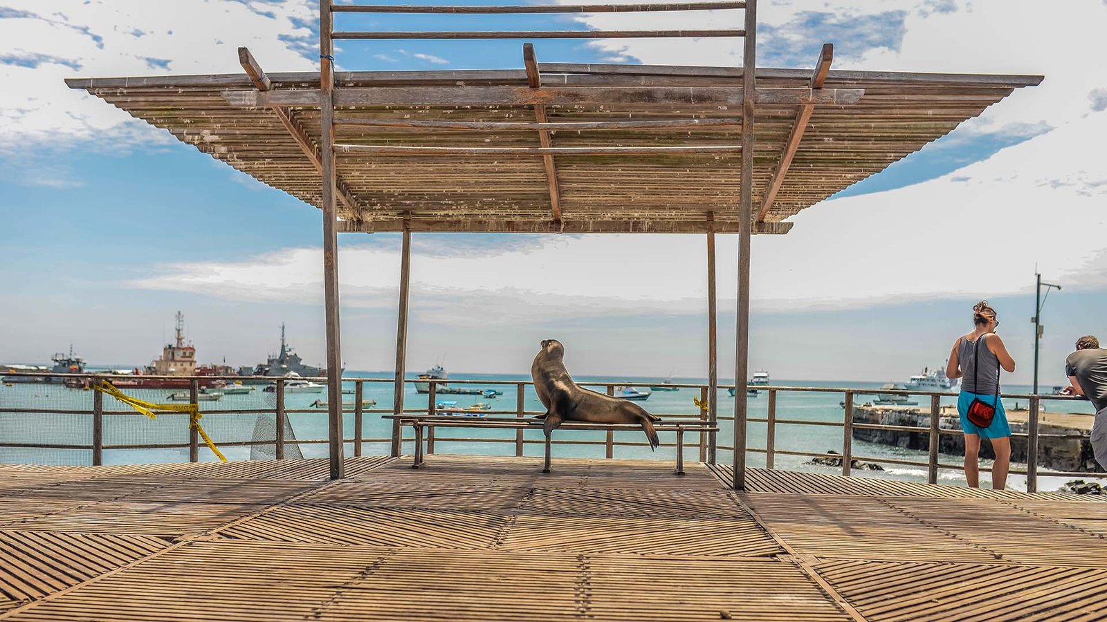 Lobo marino descansando en una banca del malecón de Puerto Ayora, Galápagos.