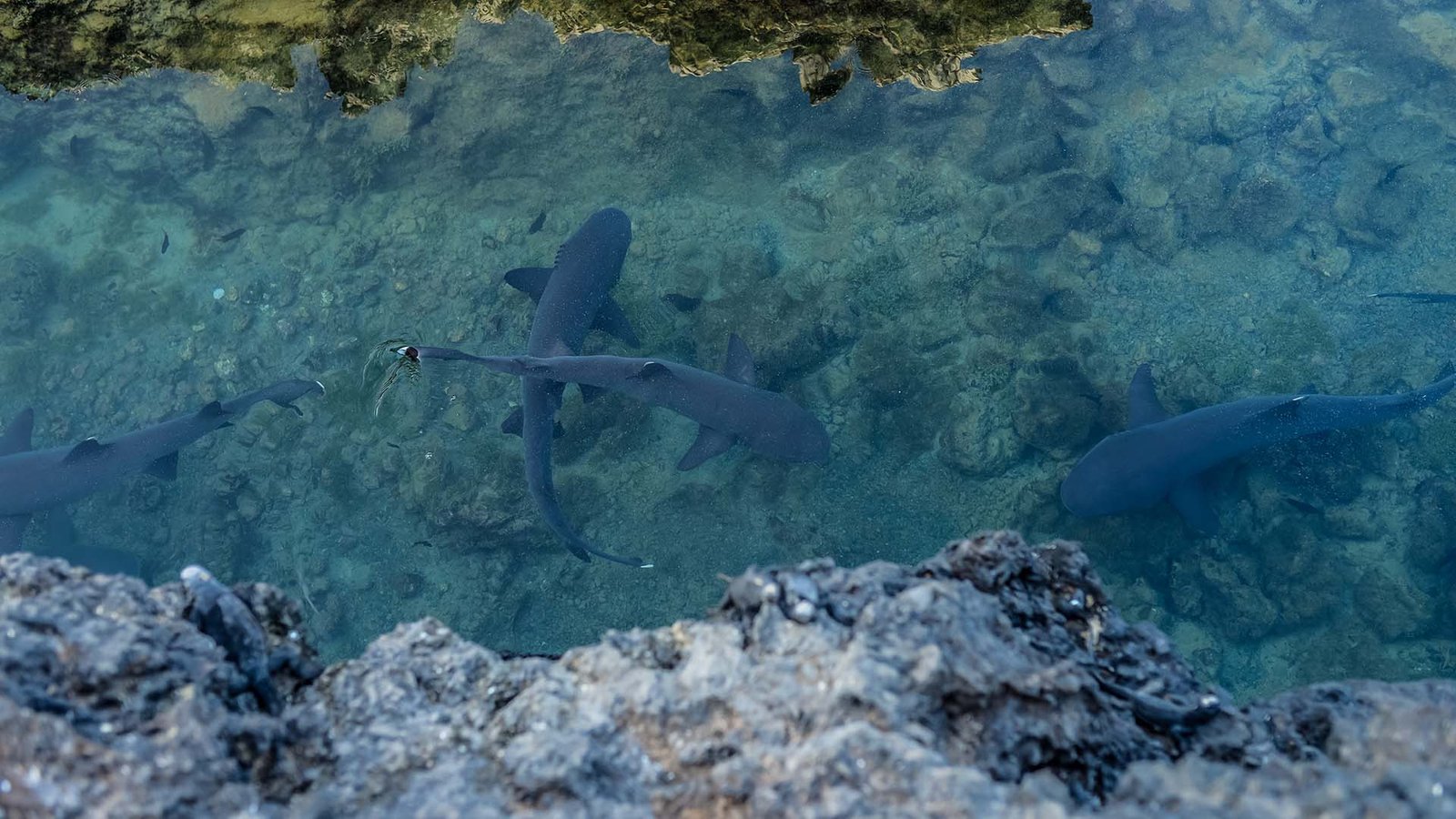 Reef sharks swimming in clear waters at Galápagos Islands, Ecuador, a top adventure holiday destination.