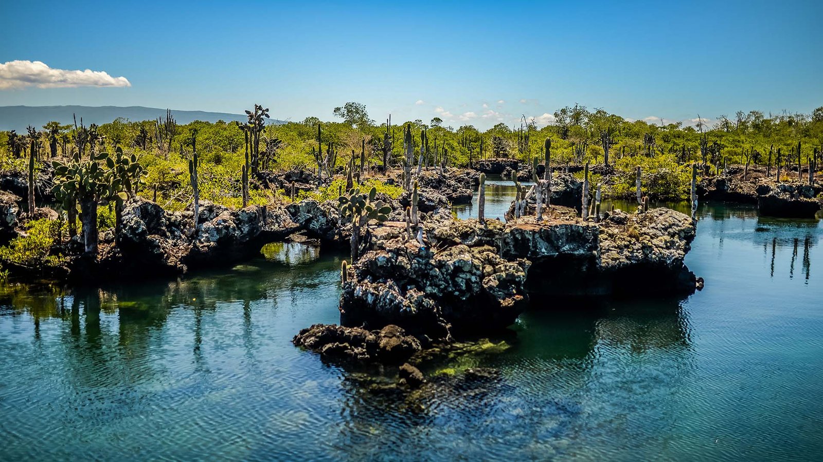 Scenic view of Los Túneles in Isabela Island, Galápagos, with volcanic formations, cactus, and crystal-clear waters.