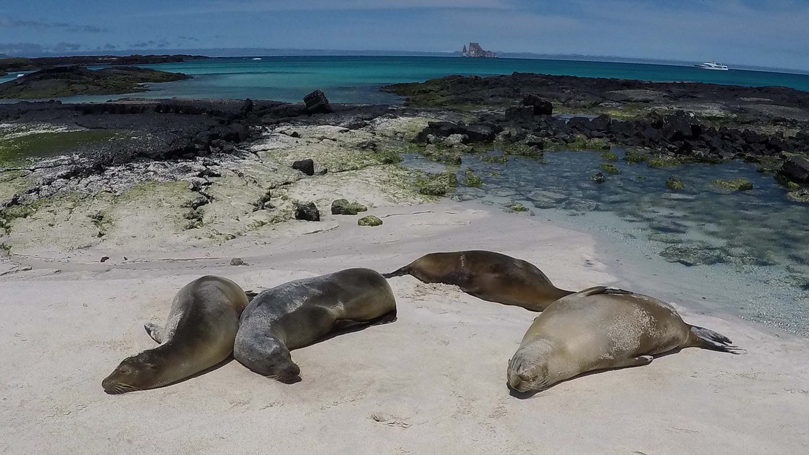 Grupo de lobos marinos durmiendo juntos sobre la arena blanca con el mar turquesa de Galápagos al fondo.