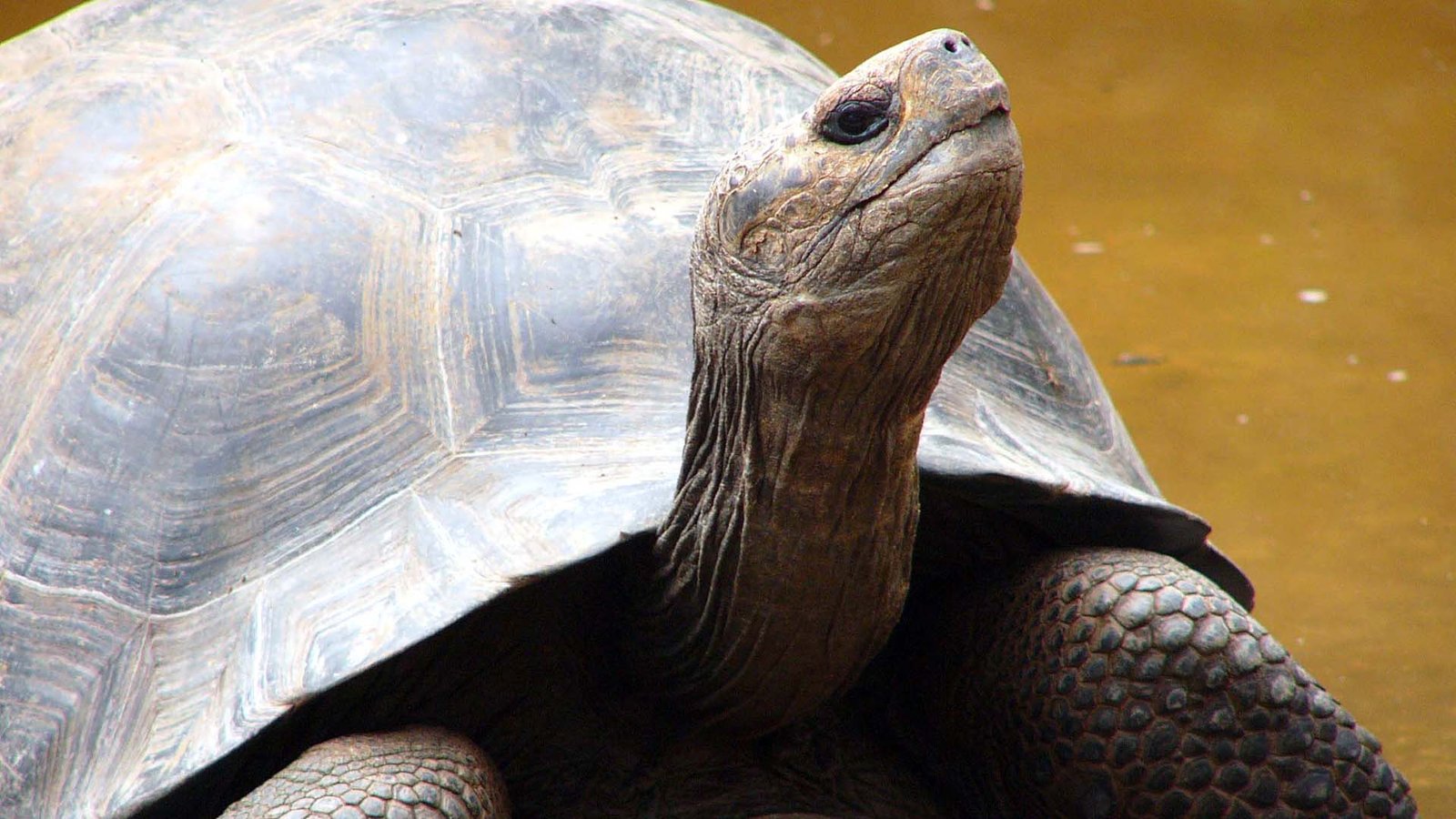 Close-up of a giant Galápagos tortoise (Chelonoidis spp.) with detailed shell and wrinkled neck, symbol of the Galápagos Islands.
