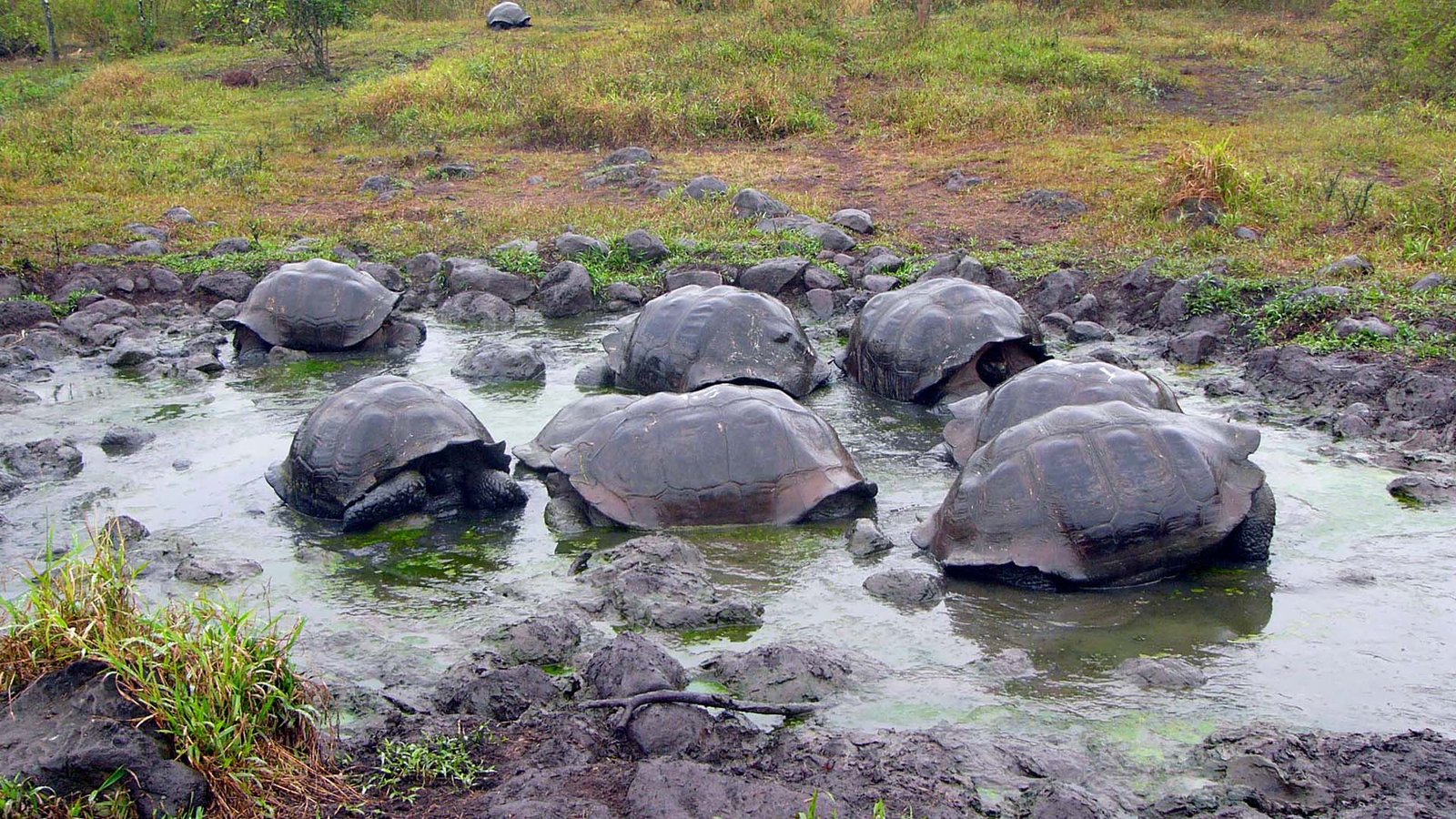 Group of giant tortoises bathing in a natural mud pool in the Galápagos highlands, Ecuador – wildlife and eco-tourism experience.