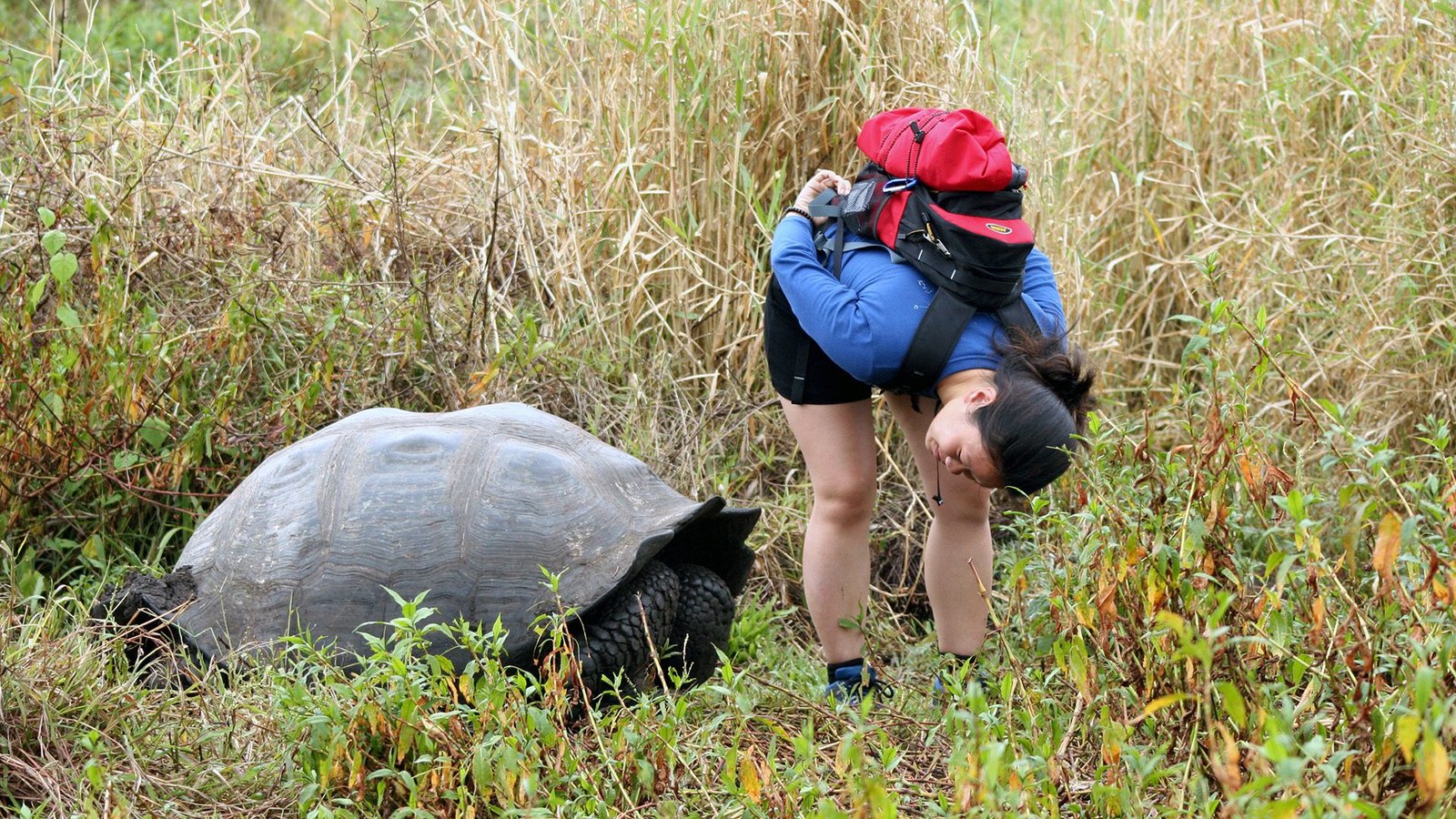 Traveler observing a giant tortoise in its natural habitat on the Galápagos Islands, Ecuador – eco-tourism and wildlife holidays.