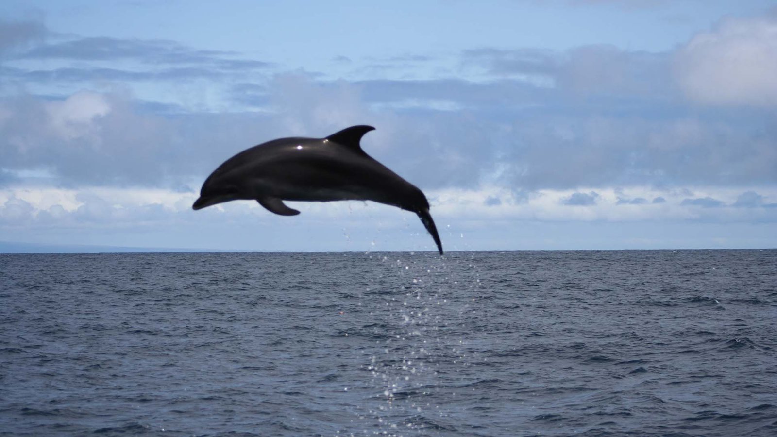 Dolphin leaping out of the ocean in Galápagos, Ecuador – wildlife holiday experience in one of the No.1 countries to visit.
