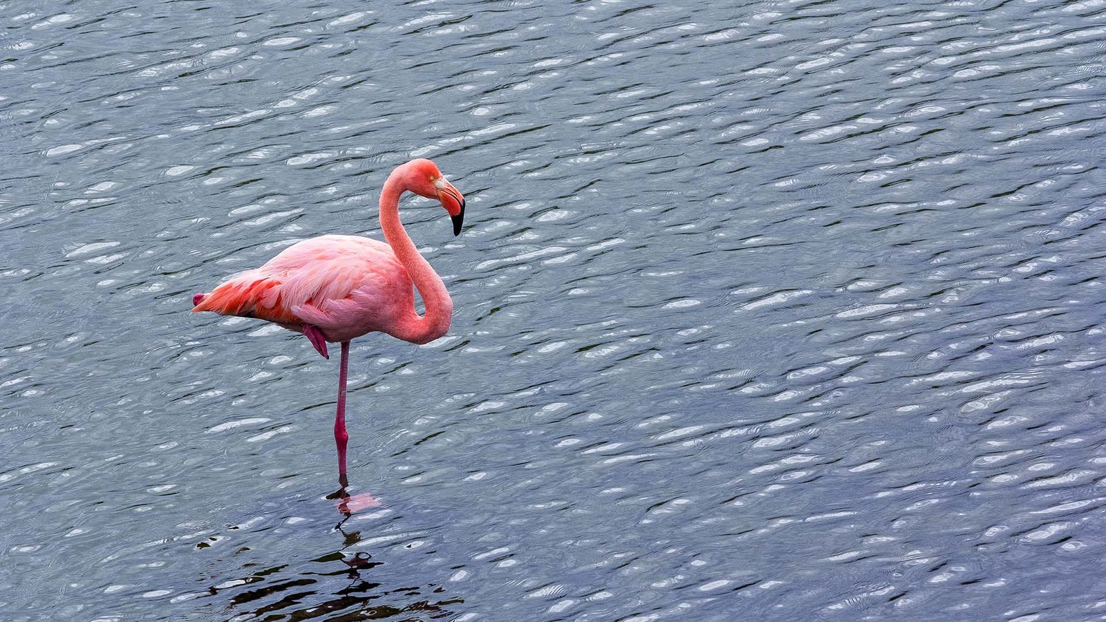 Pink flamingo standing in the water in the Galápagos Islands, Ecuador.