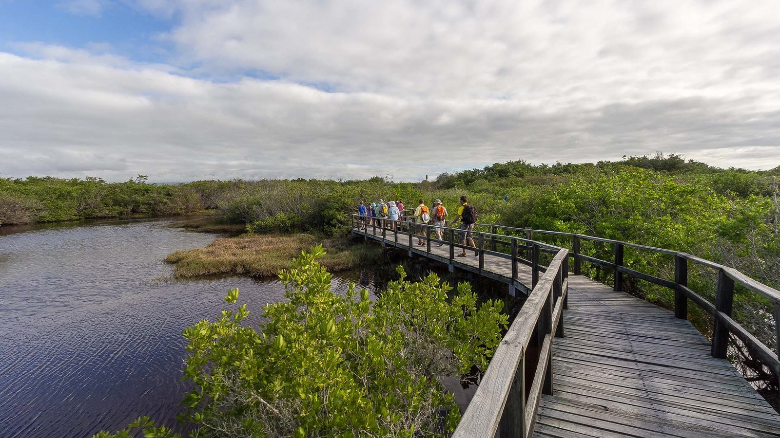 Tourists walking on a wooden boardwalk surrounded by mangroves in the Galápagos Islands, Ecuador.