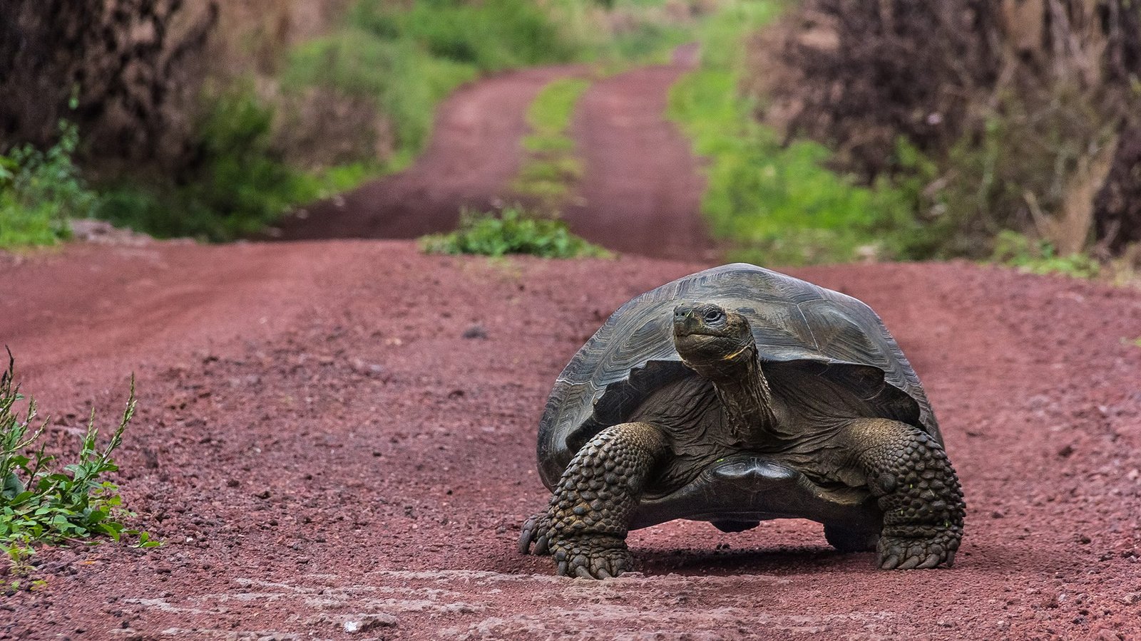 A Galápagos giant tortoise walking along a volcanic red-soil trail on Isabela Island, Ecuador, surrounded by lush vegetation.