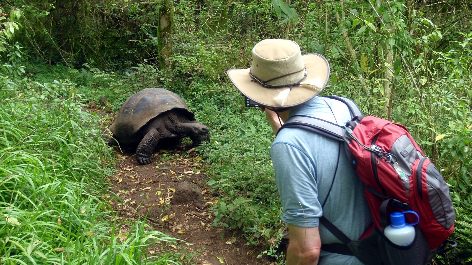 Traveler observing a giant tortoise in Galápagos, Ecuador – eco-friendly holiday experience in a top country to visit.